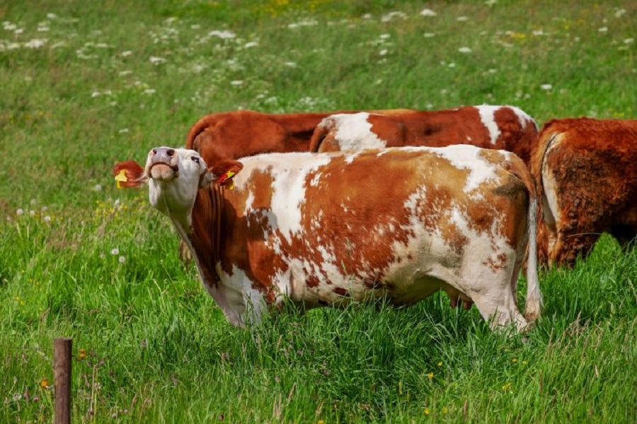 cow-3397862_1920-750x500-1