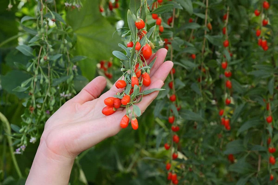 goji-berries