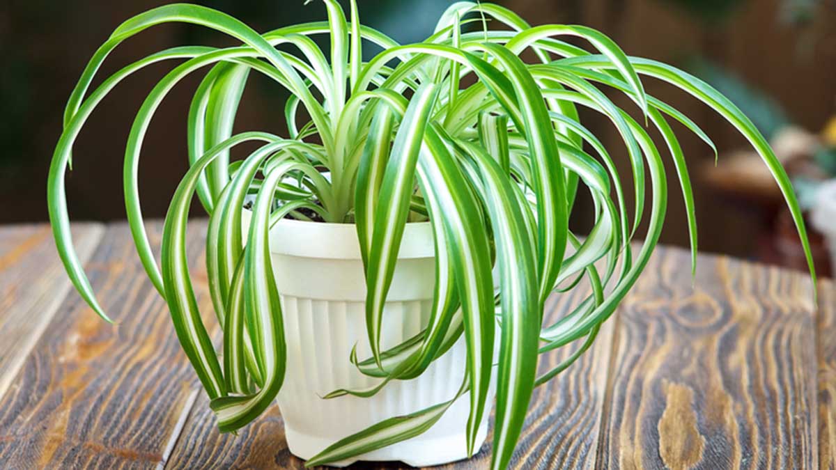 spider-plant