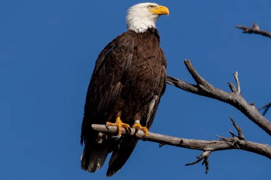 baldeagle