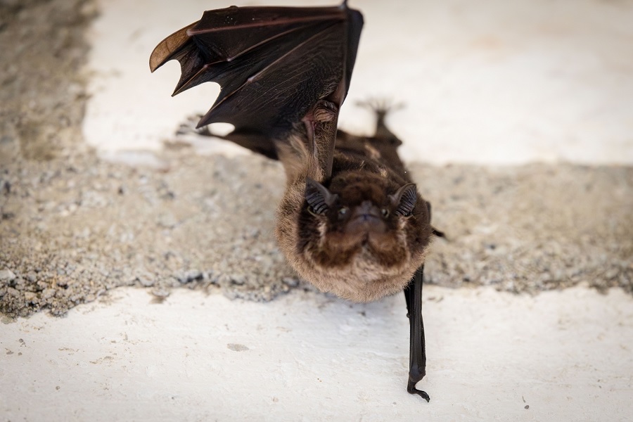 Lakuriqët vampirë ‘vrapojnë’ në rutinë, ja si e përdorin ata gjakun për energji