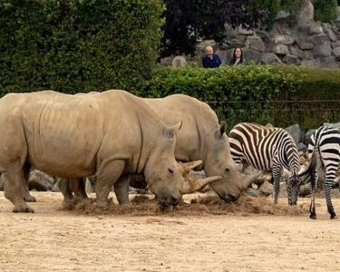 Zebra e kopshtit zoologjik ngordh pas 'incidentit' me rinoqerontin