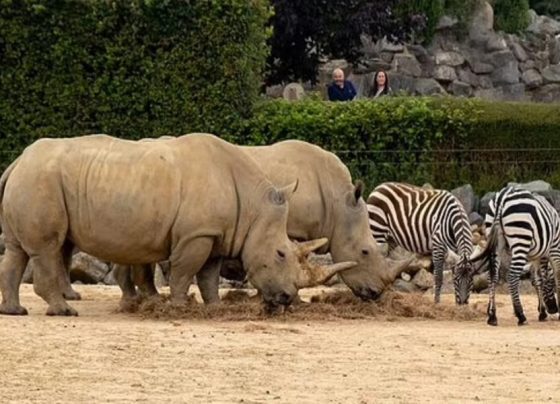 Zebra e kopshtit zoologjik ngordh pas 'incidentit' me rinoqerontin