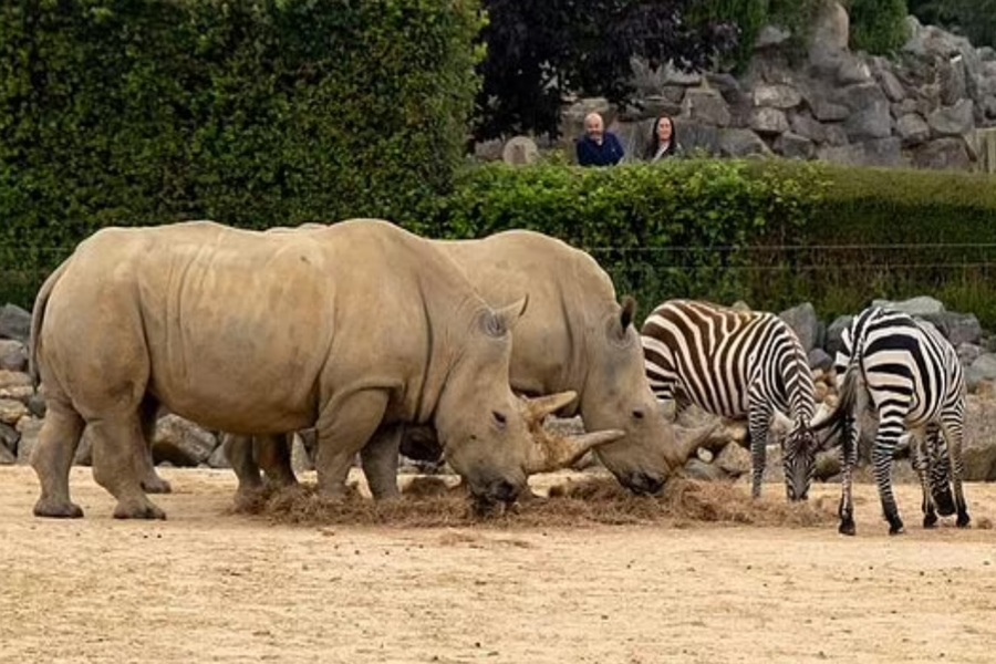 Zebra e kopshtit zoologjik ngordh pas 'incidentit' me rinoqerontin