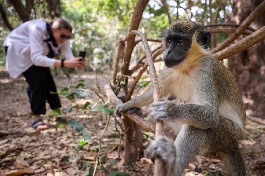 “Ishulli i majmunëve” në Vietnam tërheq turistët me jetën e egër brenda tij