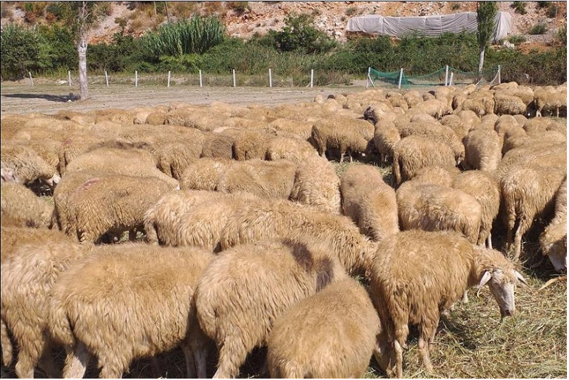 30 sheep died of “blue tongue”