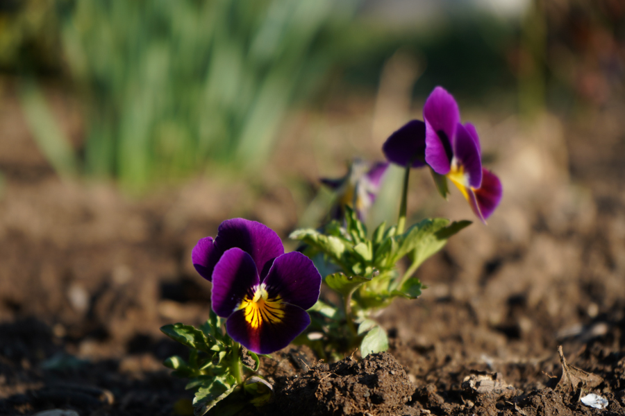Mitrovica marks World Environment Day with several activities