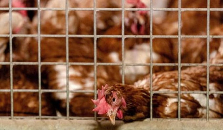 Bird flu has been defeated, poultry trade is allowed in Kosovo