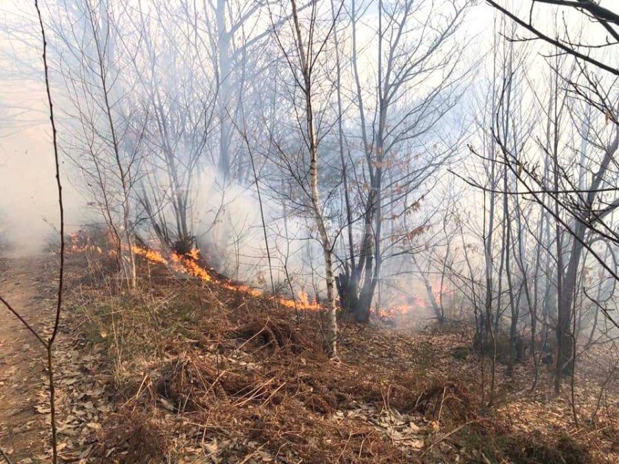 Forests catch fire in the villages of Raniluka and Novo Brdo