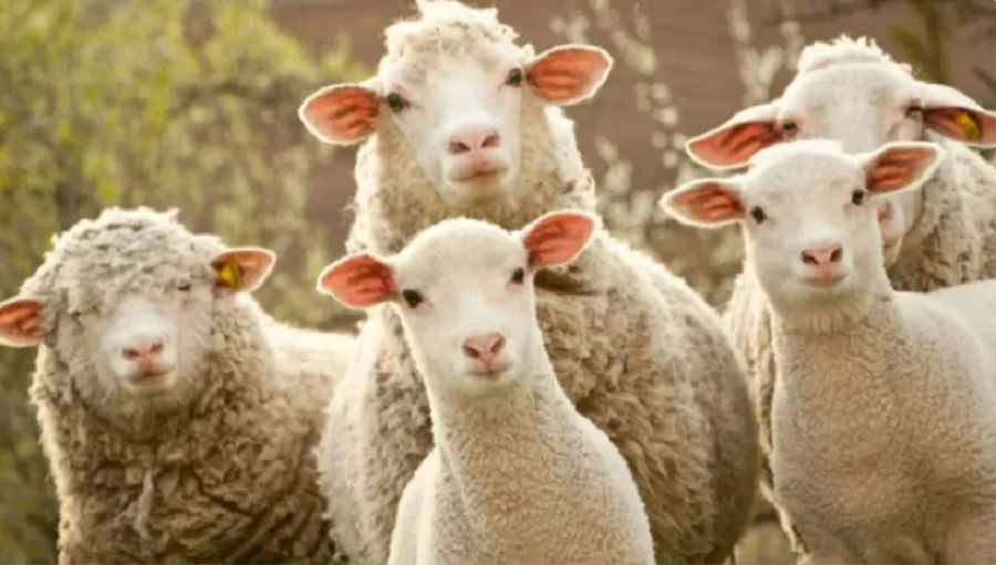 The first case of Peste des Petits Ruminants disease in animals has been confirmed in Kosovo