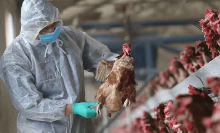 FVA lifts part of the ban on poultry imports from Germany