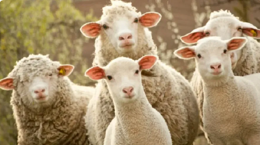First case of sheep pox confirmed in Kosovo