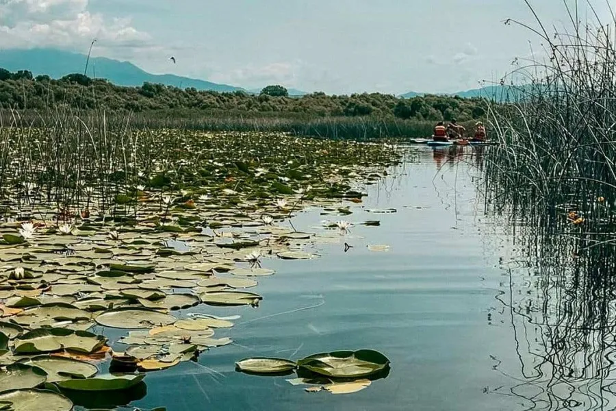 liqen-shkoder