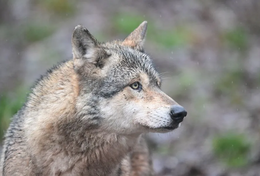 Germany records first wolf bite on human since repopulation