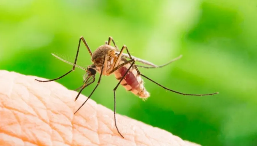 malaria-930x530_c