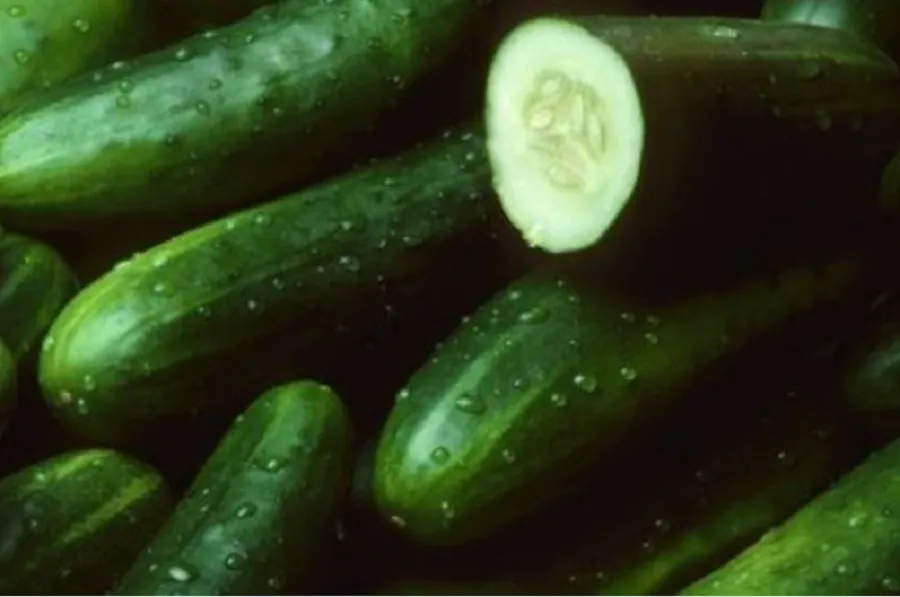 Kastravecii