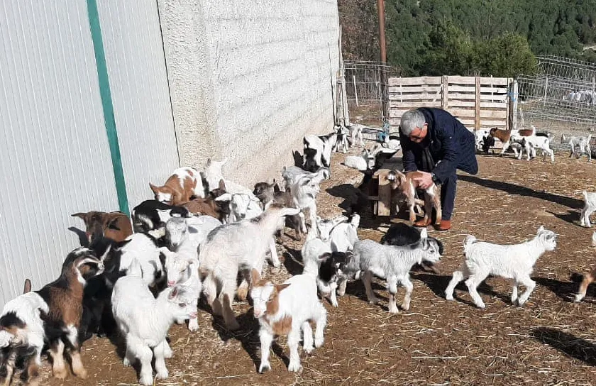Shqipërisë i pakësohen delet  dhitë  derrat e pulat ndërsa i shtohen lopët e bletët
