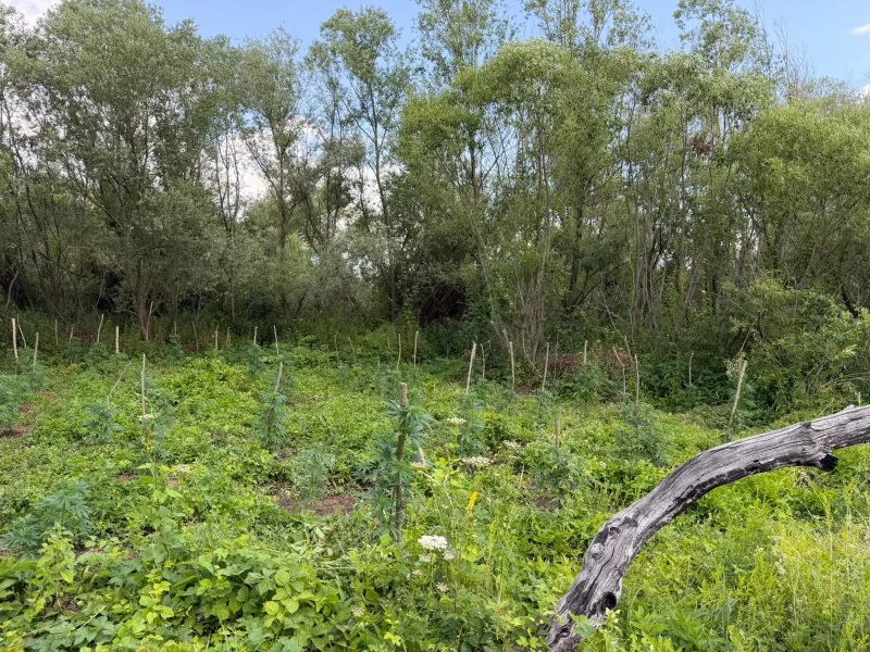 Bahçe me kanabis në Podujevë  dy të arrestuar dhe qindra bimë të shkatërruara Dy persona të dyshuar jenë arrestuar sot për kultivim të bimëve narkotike të llojit Kanabis Sativa në Podujevë Sipas një komunikate të Policisë së Kosovës  më 6 korrik   