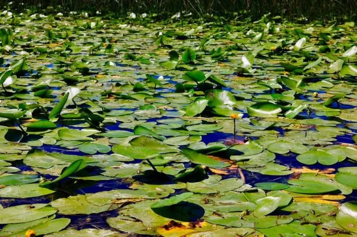 Rama  Liqeni i Shkodrës pjesë e UNESCO s  thesar natyror me biodiversitet të jashtëzakonshëm Liqeni i Shkodrës është më i madhi në gadishullin e Ballkanit cilësohet si një nga qendrat turistike më të rëndësishme të rajonit Në qershor të Liqeni i   